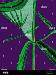 Attēlu rezultāti vaicājumam “Melampyrum cristatum leaf”