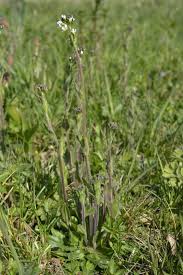 Attēlu rezultāti vaicājumam “Arabis hirsuta flower”