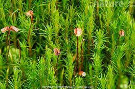 Attēlu rezultāti vaicājumam “Polytrichales”