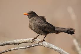 Attēlu rezultāti vaicājumam “Turdus merula male”