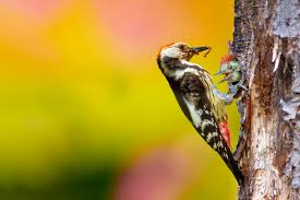 Attēlu rezultāti vaicājumam “Dendrocopos medius”