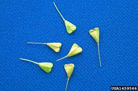 Attēlu rezultāti vaicājumam “Capsella bursa-pastoris fruit”