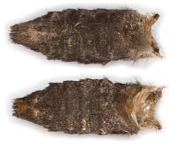 Attēlu rezultāti vaicājumam “Rusina ferruginea female”