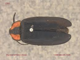 Attēlu rezultāti vaicājumam “Lampyridae”