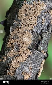 Attēlu rezultāti vaicājumam “Merismodes anomala”