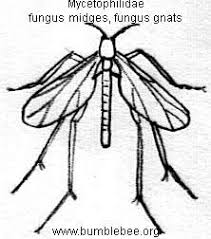 Attēlu rezultāti vaicājumam “Mycetophilidae”