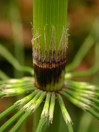 Attēlu rezultāti vaicājumam “Equisetum telmateia”