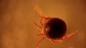 Attēlu rezultāti vaicājumam “Hydrachna”