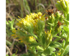 Attēlu rezultāti vaicājumam “Oligonema flavidum”