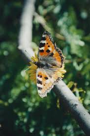 Image result for Small Tortoiseshell