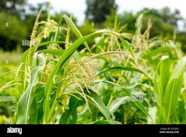 Attēlu rezultāti vaicājumam “Zea mays male flower”