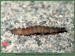 Attēlu rezultāti vaicājumam “Cantharis fusca larva”