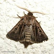 Attēlu rezultāti vaicājumam “Tholera decimalis male”