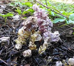 Attēlu rezultāti vaicājumam “Lathraea squamaria bud”