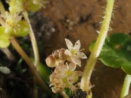 Attēlu rezultāti vaicājumam “Hydrocotyle vulgaris flower”
