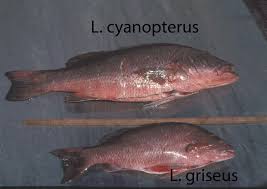 Image result for Lutjanus cyanopterus