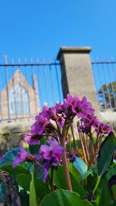 Attēlu rezultāti vaicājumam “Bergenia crassifolia flower”