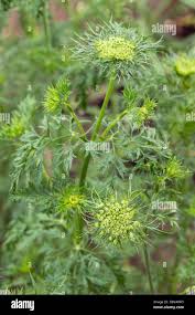 Attēlu rezultāti vaicājumam “Daucus sativus flower”