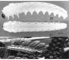 Attēlu rezultāti vaicājumam “Tenthredo mandibularis larva”