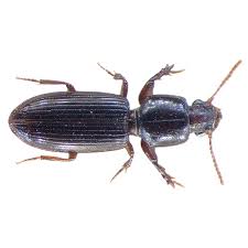 Attēlu rezultāti vaicājumam “Clivina fossor”