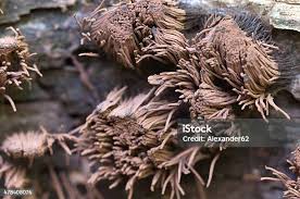 Attēlu rezultāti vaicājumam “Stemonitis splendens macro”