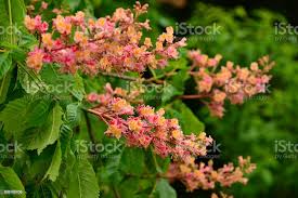 Attēlu rezultāti vaicājumam “Aesculus x hybrida flower”