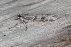 Attēlu rezultāti vaicājumam “Eudonia lacustrata”