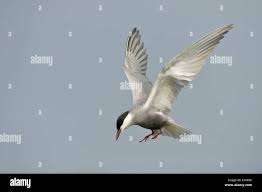 Attēlu rezultāti vaicājumam “Chlidonias hybrida adult”