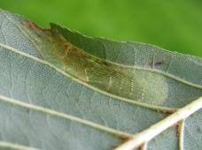 Attēlu rezultāti vaicājumam “Phyllonorycter nicellii”