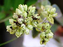 Attēlu rezultāti vaicājumam “Origanum vulgare bud”