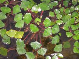 Attēlu rezultāti vaicājumam “Trapa natans leaf”