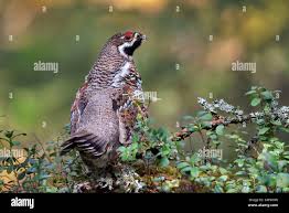 Attēlu rezultāti vaicājumam “Tetrastes bonasia juvenile”