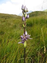 Attēlu rezultāti vaicājumam “Swertia perennis flower”