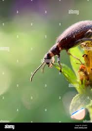 Attēlu rezultāti vaicājumam “Byturidae”