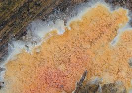 Attēlu rezultāti vaicājumam “Leucogyrophana sororia”