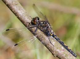 Attēlu rezultāti vaicājumam “Leucorrhinia dubia”