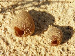 Attēlu rezultāti vaicājumam “Peziza ammophila”