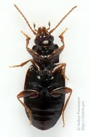 Attēlu rezultāti vaicājumam “Tachyta nana”