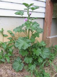 Image result for Malva sylvestris