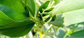 Attēlu rezultāti vaicājumam “Vicia faba leaf”