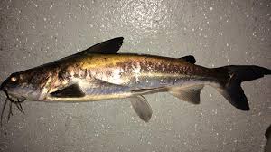 Image result for Ariopsis felis