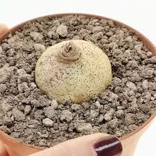 Attēlu rezultāti vaicājumam “Amarillidaceae”