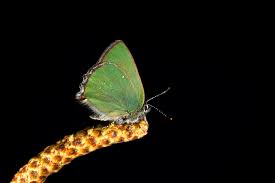 Attēlu rezultāti vaicājumam “Theclinae”