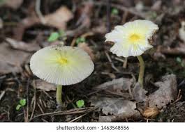 Attēlu rezultāti vaicājumam “Bolbitius vitellinus”