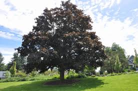 Attēlu rezultāti vaicājumam “Fagus sylvatica fo. purpurea leaf”