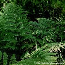 Attēlu rezultāti vaicājumam “Dryopteris dilatata”
