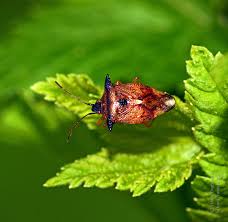 Attēlu rezultāti vaicājumam “Elasmucha ferrugata”