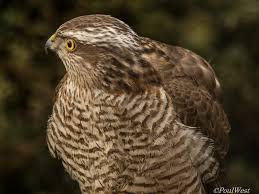 Attēlu rezultāti vaicājumam “Accipiter nisus female”