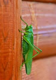 Attēlu rezultāti vaicājumam “Tettigonia viridissima”