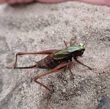 Attēlu rezultāti vaicājumam “Metrioptera brachyptera”